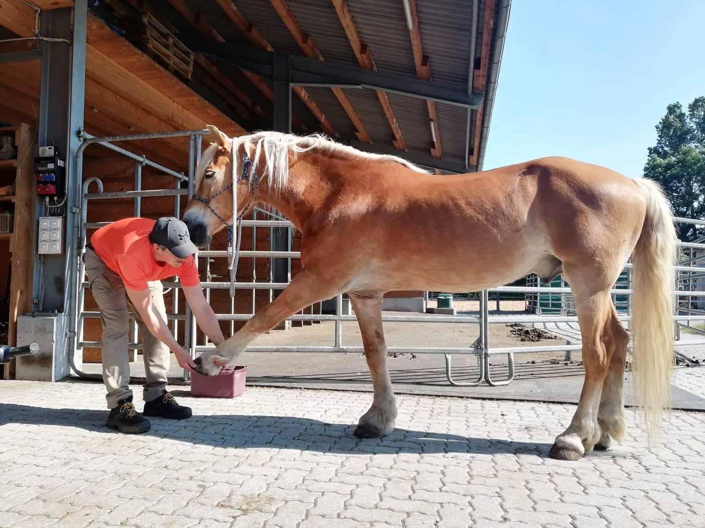 Linus Döbeli Pferdetherapie